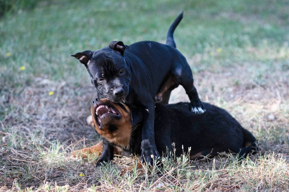 Homeowner Says Her Four Dogs Turned a Grassy Backyard Into a Muddy Health Hazard, Then Her Husband Refused to Approve the Concrete Dog Run That Could Finally Clean Up the Garden