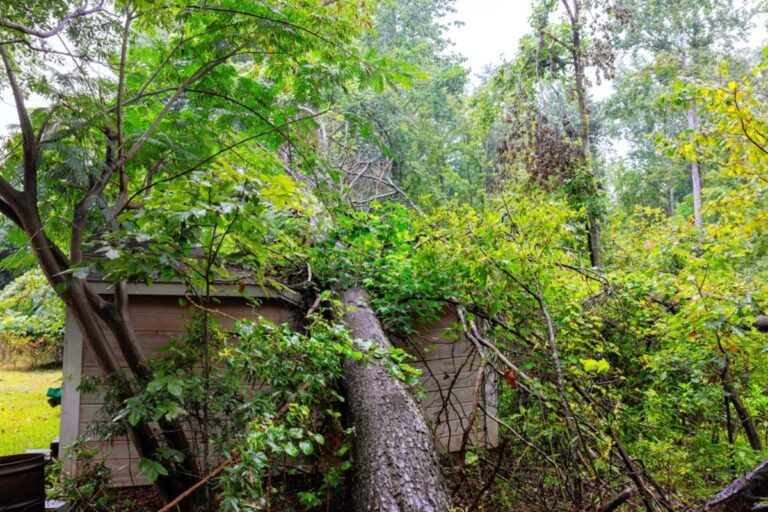 Homeowner Says Her Massive Oak Grew Across the Property Line and Toward a Neighbor's House, Then an Unexpected Utility Visit Changed the Whole Situation