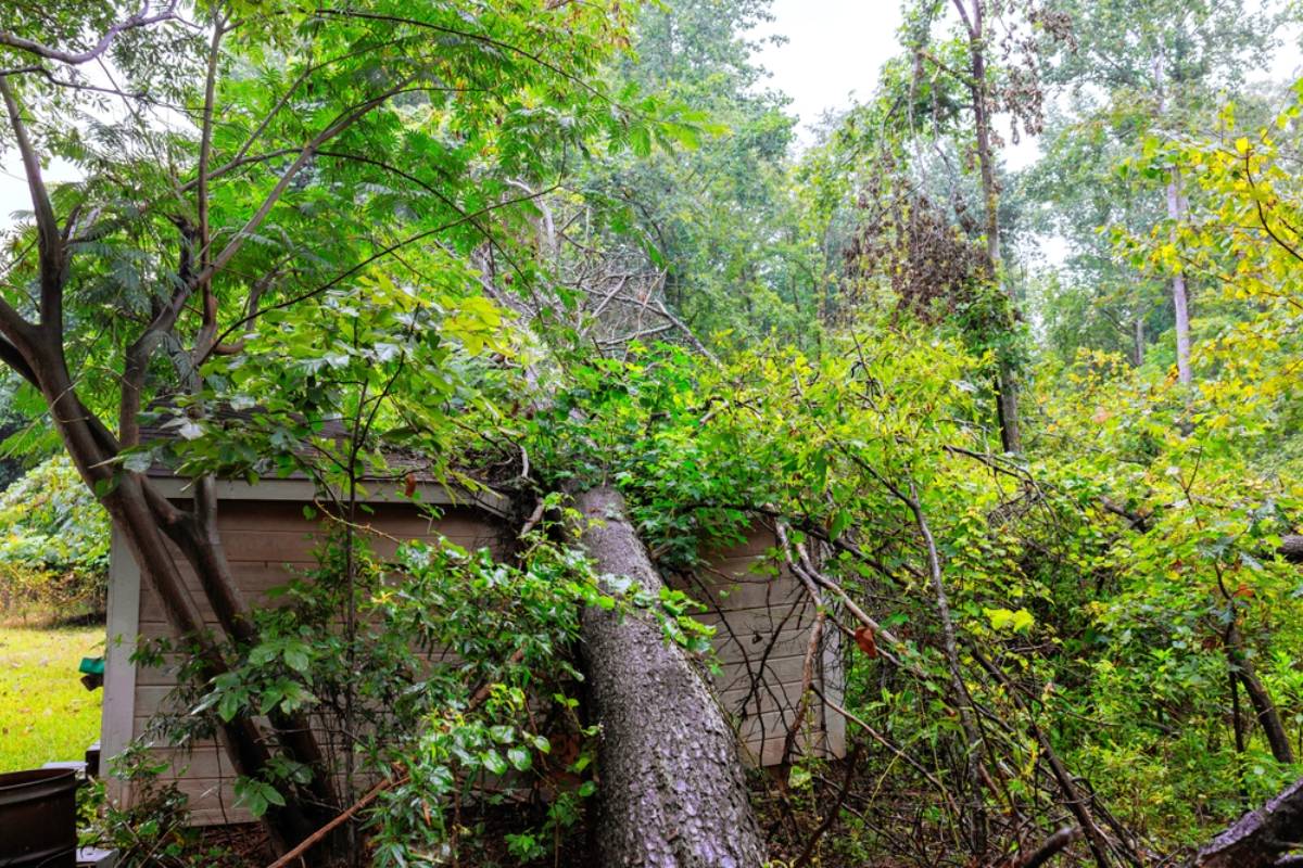 Homeowner Says Her Massive Oak Grew Across the Property Line and Toward a Neighbor's House, Then an Unexpected Utility Visit Changed the Whole Situation