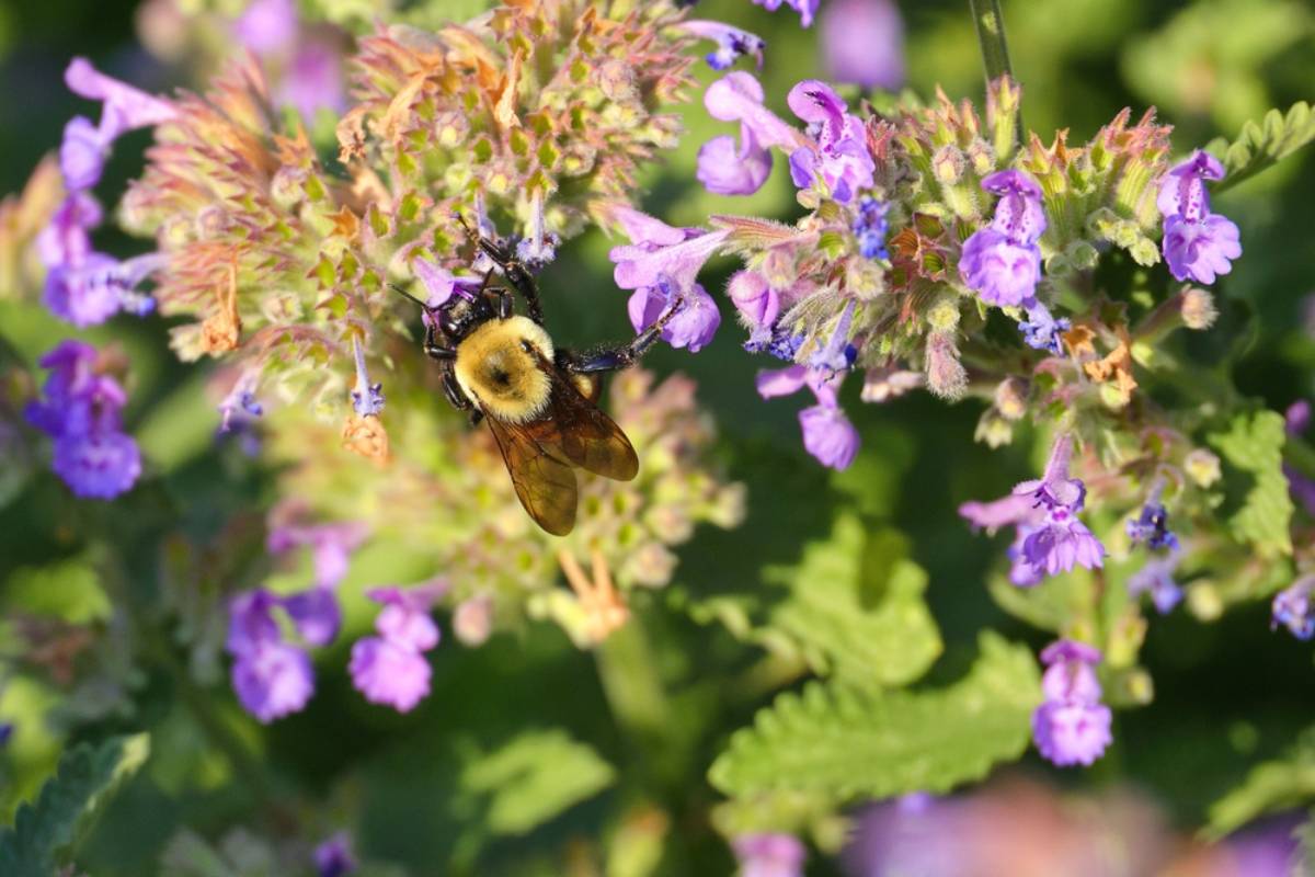 Homeowner Says Her Native Catmint Garden Helped Bumblebees Thrive, Then Her Friendly Neighbors Started Complaining About Dead Bees in Their Swimming Pool