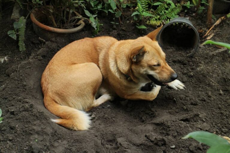 Homeowner Says Her Neighbor Dismissed His Dog Digging Through Her Months-Old Garden as “Normal Behavior,” Then a Few Simple Boundaries Changed Everything