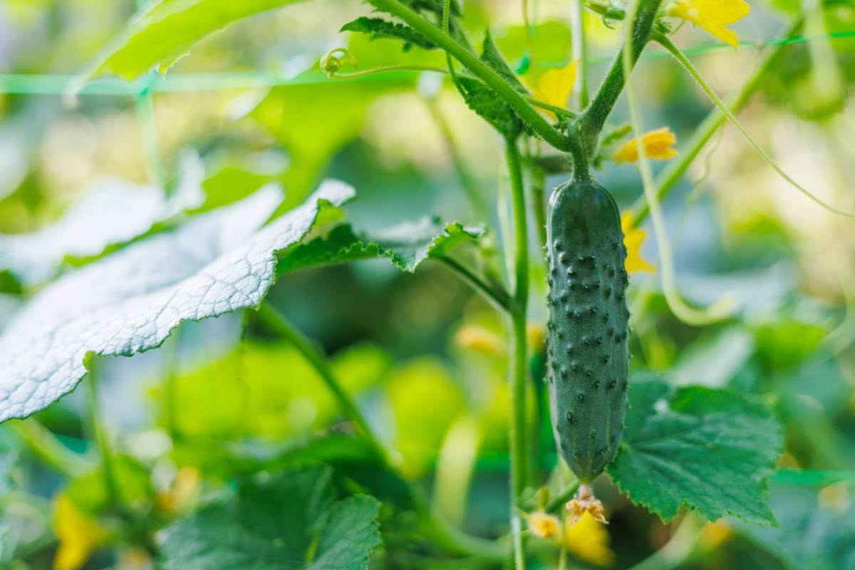 Homeowner Says Her Neighbor Had Already Ordered Trees Cut From Her Yard, Then She Discovered the Woman Had Snipped Her Cucumber Vines From the Fence Without Asking