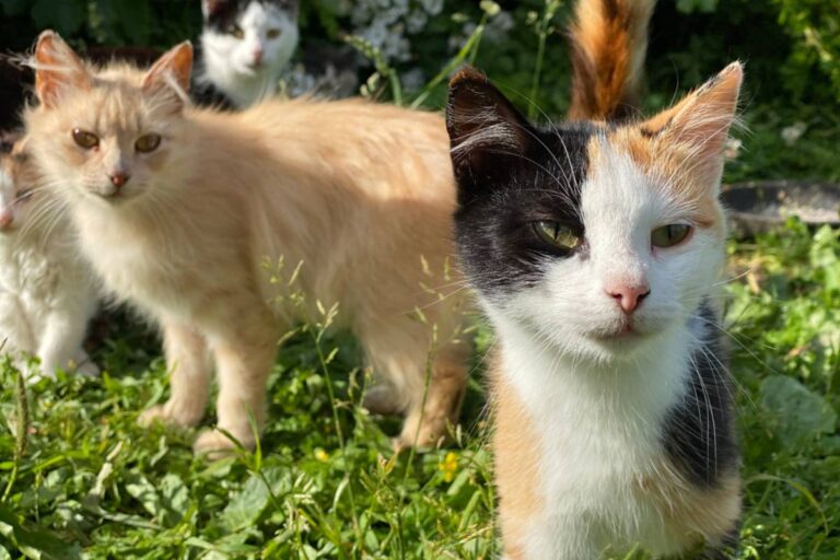 Homeowner Says Her Neighbor Let Nine Cats Turn Her Garden Into a Litter Box for Fifteen Years, Then She Started Returning Every Mess to the Yard Where It Belonged