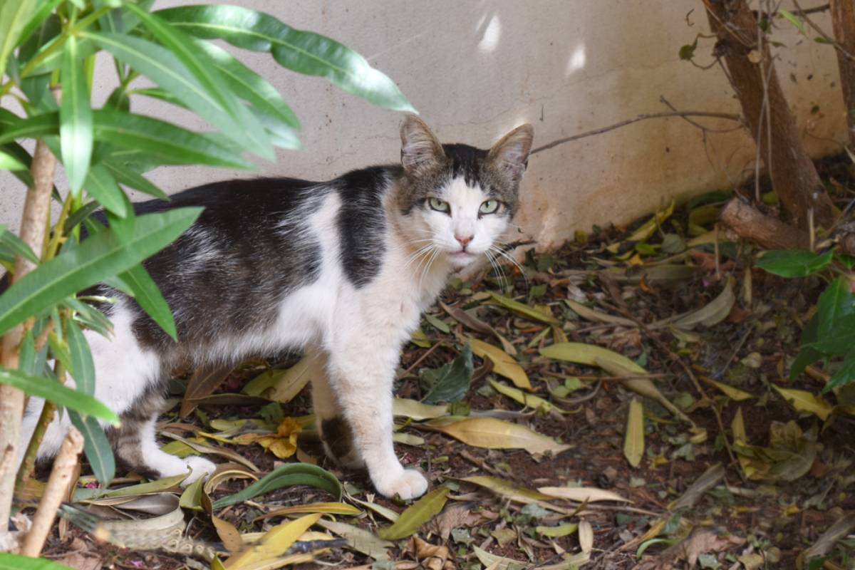 Homeowner Says Her Neighbor Spent a Year and a Half Reporting a Stray Cat to the City, Then Her Husband Was Caught Shining a Flashlight Into the Kitchen Window, Prompting a Plan to Turn the Backyard Into a Wall of Green