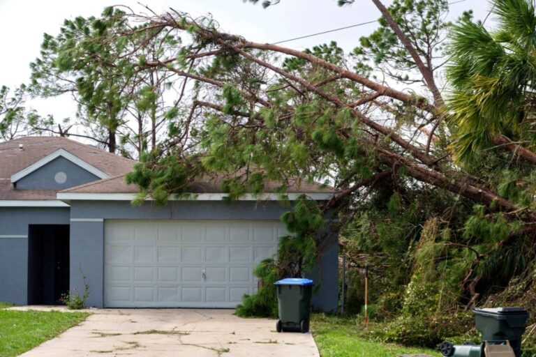 Homeowner Says Her Neighbor’s 85-Foot Tree Turned Every Storm Into a Cleanup Nightmare, Then She Learned Who Was Expected to Handle the Mess