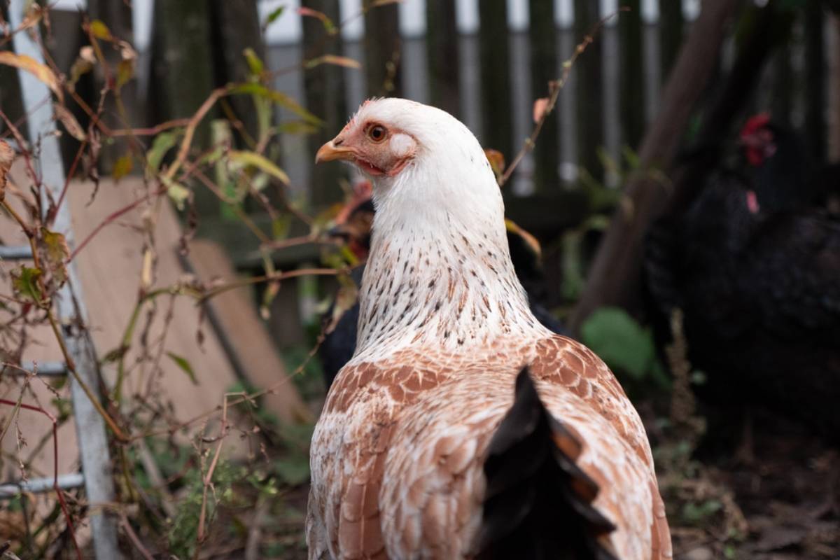 Homeowner Says Her Neighbor’s Chickens Keep Escaping Into the Gap Beside Her Garden Fence, Then One of Her Eight Dogs Chases a Bird and Turns a Friendly Relationship Into a Backyard Dilemma
