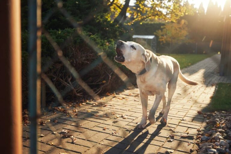 Homeowner Says Her Neighbors’ Dogs Turned Her Garden Into a No-Go Zone, Then a Quiet Herb-Gardening Afternoon Ended With Another Animal Getting Hurt