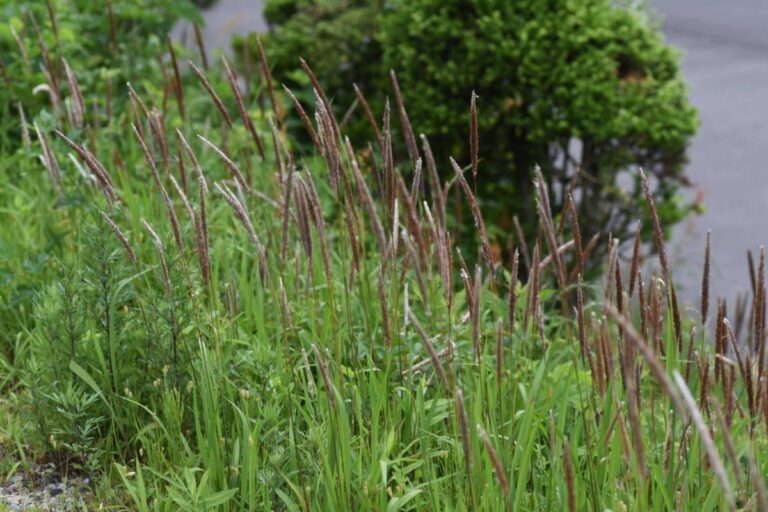 Homeowner Says Her Neighbors Let Their Grass Grow Wild and Furniture Pile Up, Then a Sudden Mouse Problem Made Her Rethink Staying Out of Their Yard