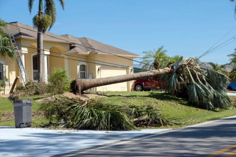 Homeowner Says Her Neighbor's Storm-Damaged Tree Fell Across Her Driveway, Then Asked Her to Pay for the Tree's Lost Beauty