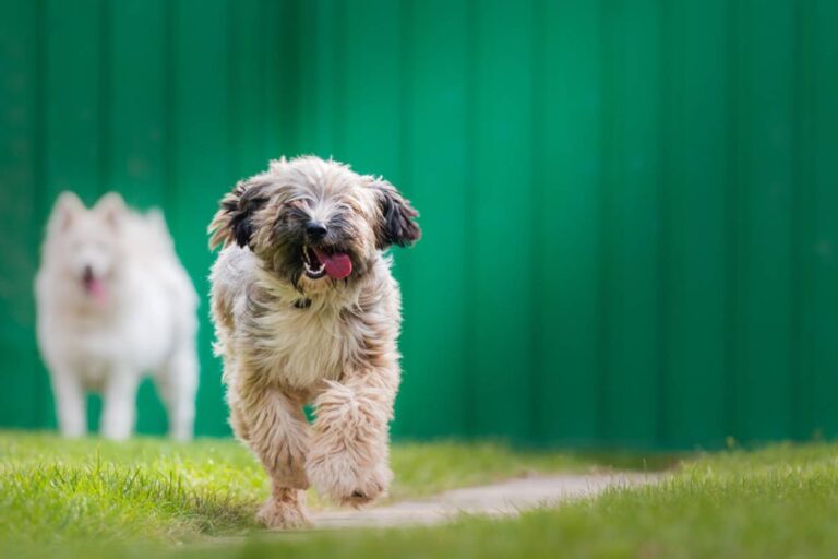 Homeowner Says Her Neighbors Turned a Shared Courtyard Into Their Dog’s Personal Playground, Then Left the Growing Pup Alone Among Her Flower Pots With No Way to Get Inside