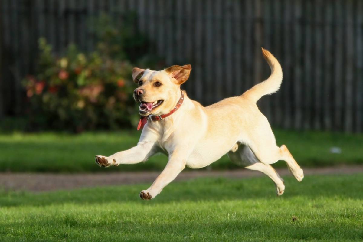 Homeowner Says Her Noisy Neighbors Turned Their Shared Wall Into a Never-Ending Concert, Then Their Dog Started Treating the Entire Neighborhood’s Gardens Like Its Personal Bathroom