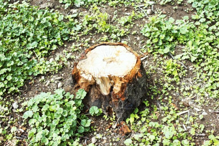 Homeowner Says His Father-in-Law Kept Pushing Him to Remove a Beloved 100-Year-Old Tree, Then He Came Home to Find Only Logs and a Tree-Removal Bill