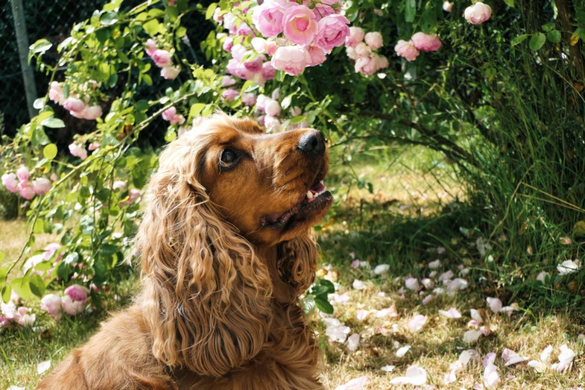 Homeowner Says His Former Neighbors Turned His Rose Garden Into a Dog Run for Three Years, Then Started Growing a Garden of Their Own and Inspired a Revenge Plan That Could Have Ruined Everything