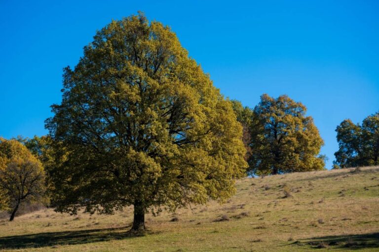 Homeowner Says His HOA Rejected His Plans to Plant Oak Trees on a Bare Hillside, Then He Discovered That Neighbors Had Been Approved for Entirely Different Trees