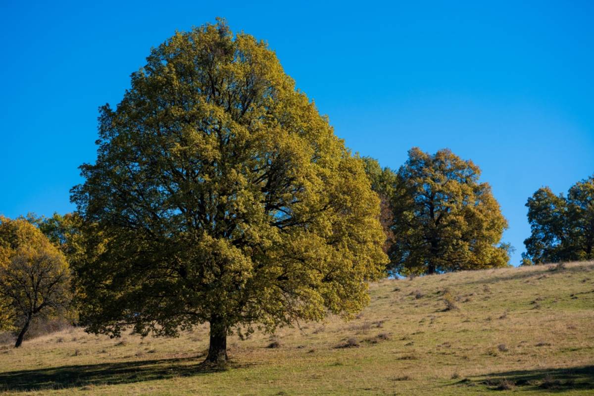 Homeowner Says His HOA Rejected His Plans to Plant Oak Trees on a Bare Hillside, Then He Discovered That Neighbors Had Been Approved for Entirely Different Trees