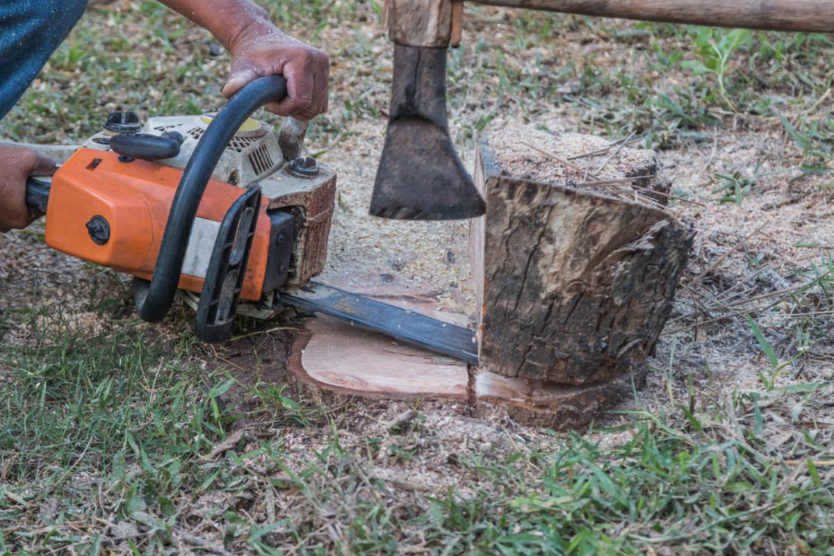 Homeowner Says His Neighbor Claimed a Dozen Trees Were Dead Ash, Then a Property Survey Revealed the Chain Saw Had Crossed the Line and the Missing Timber Was Already Gone