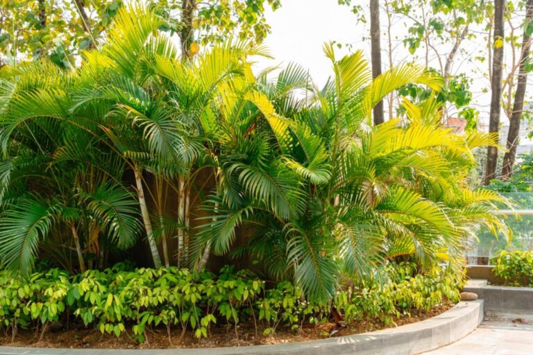 Homeowner Says His Neighbor Let Eight Mature Palm Trees Drop Seeds Into His Pool for Two Summers, Then Refused to Pay $800 to Have Them Trimmed