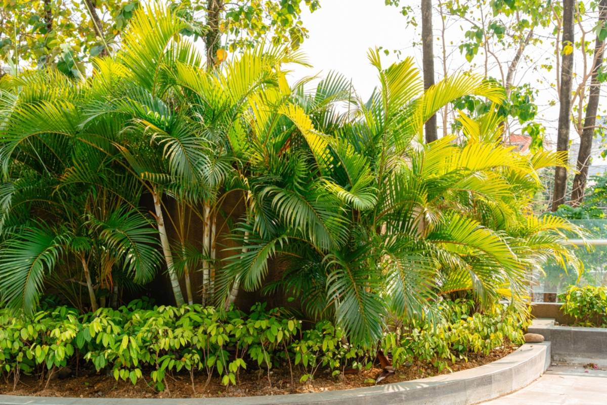 Homeowner Says His Neighbor Let Eight Mature Palm Trees Drop Seeds Into His Pool for Two Summers, Then Refused to Pay $800 to Have Them Trimmed