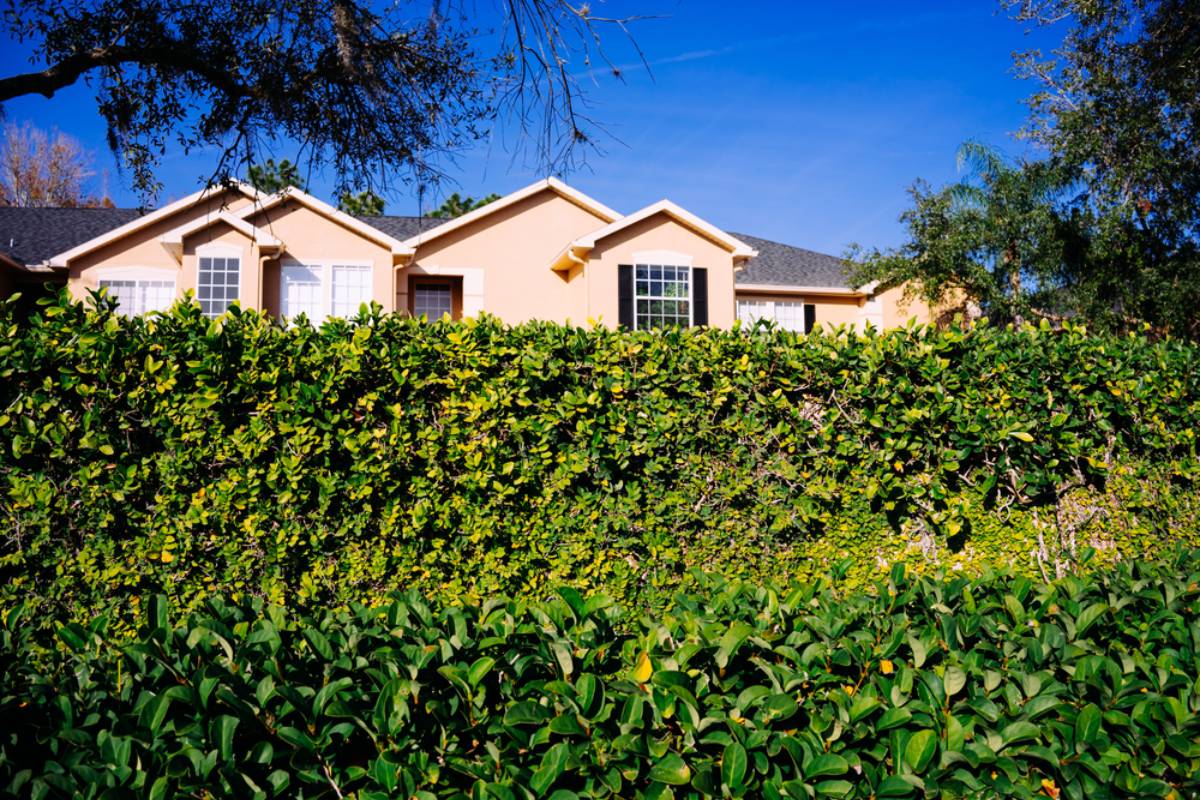 Homeowner Says His Neighbor Planted an Eight-Foot Hedge and Twelve-Foot Trees to Ruin His Golf Course View, Then the HOA Refused to Enforce Its Own Landscaping Rules
