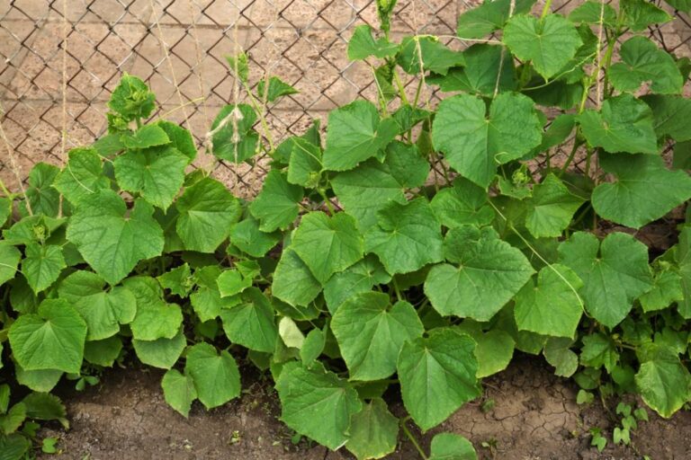 Homeowner Says His Neighbor’s Overgrown Garden Keeps Pouring Into His Yard, Then Wonders Whether Asking for a Trim Could Ruin Their Surprisingly Good Relationship