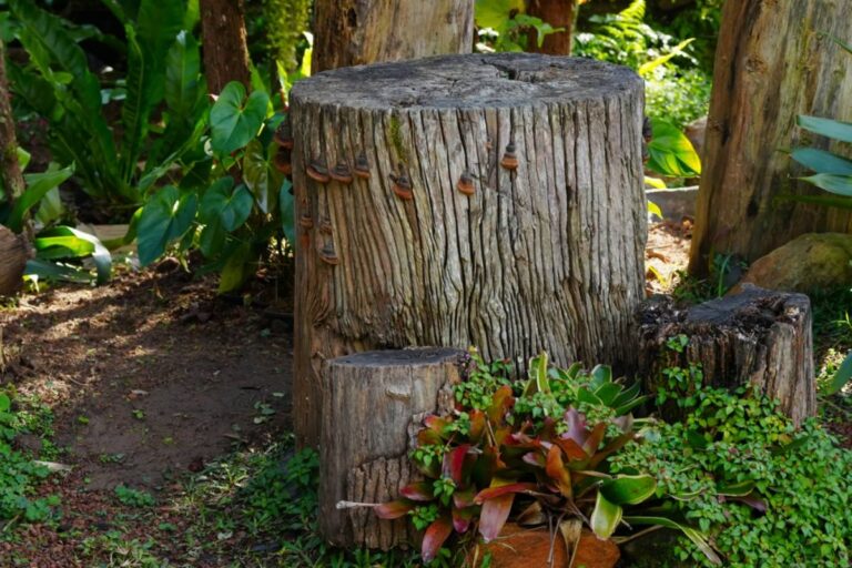 Homeowner Says His Neighbors Turned a Once-Beautiful Garden Tree Into a Bitter Memory, Then He Realized the Remaining Stump Could Become the Most Unforgettable Feature in the Yard