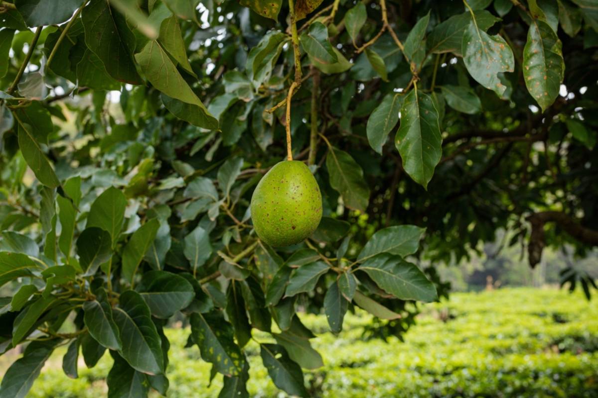 Homeowner Says His Wife Kept Collecting Fallen Passion Fruit and Avocados Along a Public Hiking Trail, Until He Began Wondering Whether Their Free Garden Harvest Was Making Them Look Like Thieves