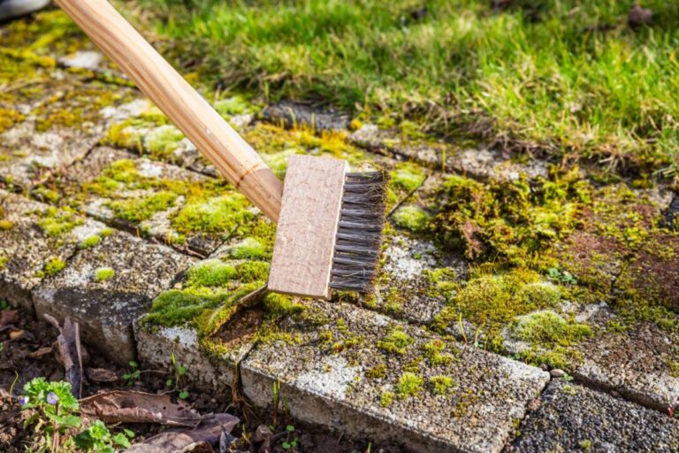 Homeowner Says Moss and Weeds Slowly Took Over Her Lawn Despite Regular Mowing, Then Realized the Shady Fence and Soggy Clay Soil Could Be Behind the Garden Disaster