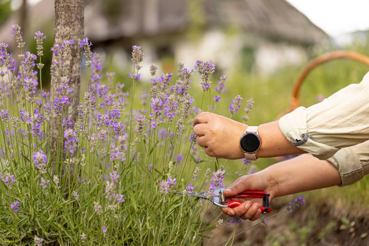 Homeowner Says Neighbor Keeps Pruning Their Lavender and Basil Without Permission, Then Plants a Garden Gnome and Claims It Ties Everything Together