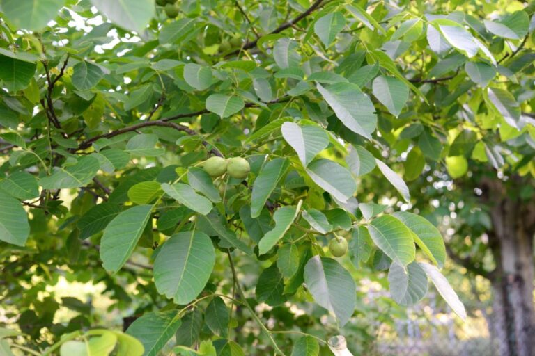 Homeowner Says Neighbor Sent Someone to Hack Back His Mature Walnut for a Sunny Garden, Then Revealed He Planned to Clear Even More Trees