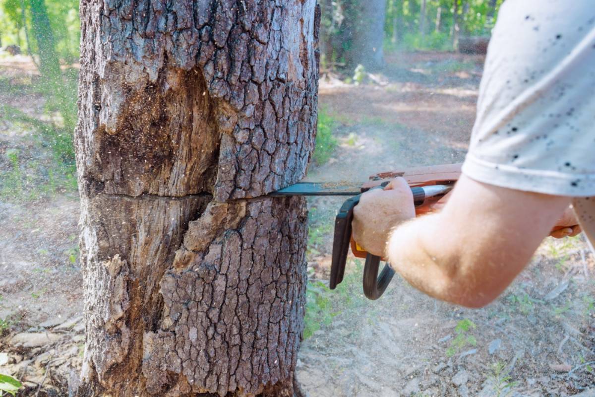 Homeowner Says New Neighbors Bought a Wooded Lot and Started Clearing Trees, Then Discovered They Had Chopped Down 20 Trees on the Wrong Property
