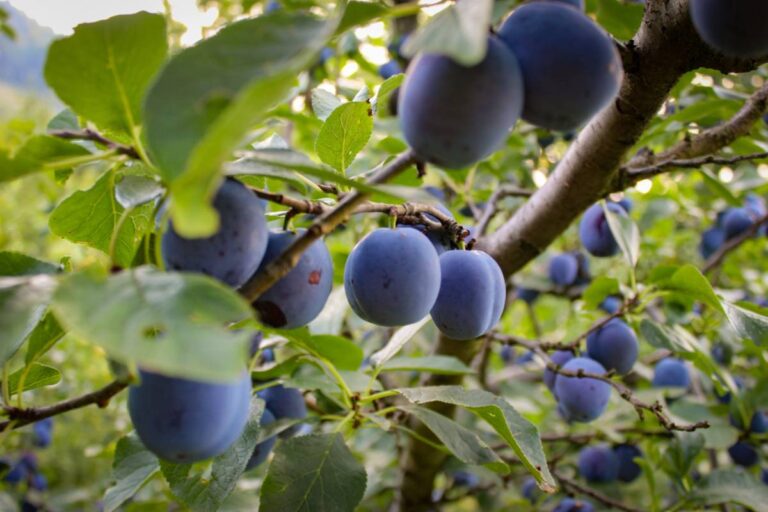 Homeowner Says Previous Owner Asked to Gather Plums From Her Mother's Tree, Then Arrived With Buckets and a Ladder and Nearly Cleared the Entire Garden