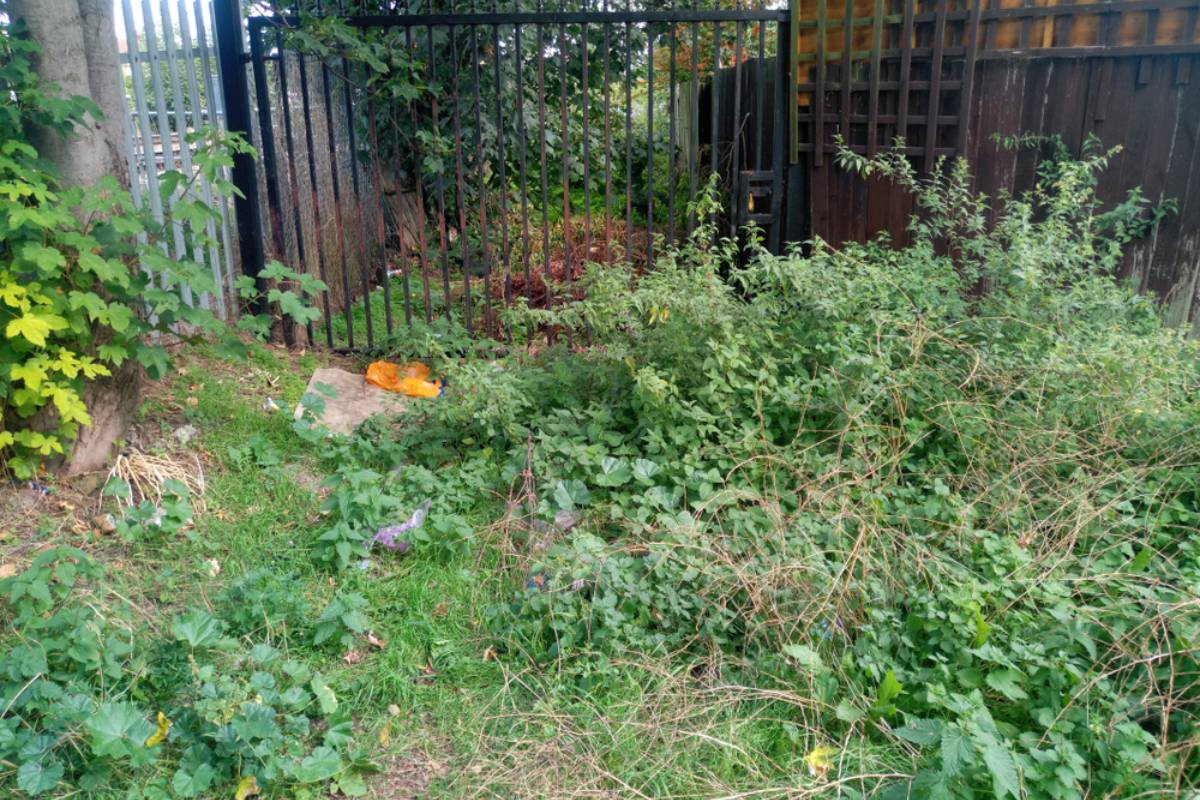 Homeowner Says She Inherited a Garden So Overrun With Weeds That Even the Soil Looked Hopeless, Then Experienced Gardeners Revealed Why Rushing to Dig Everything Up Could Make Matters Worse