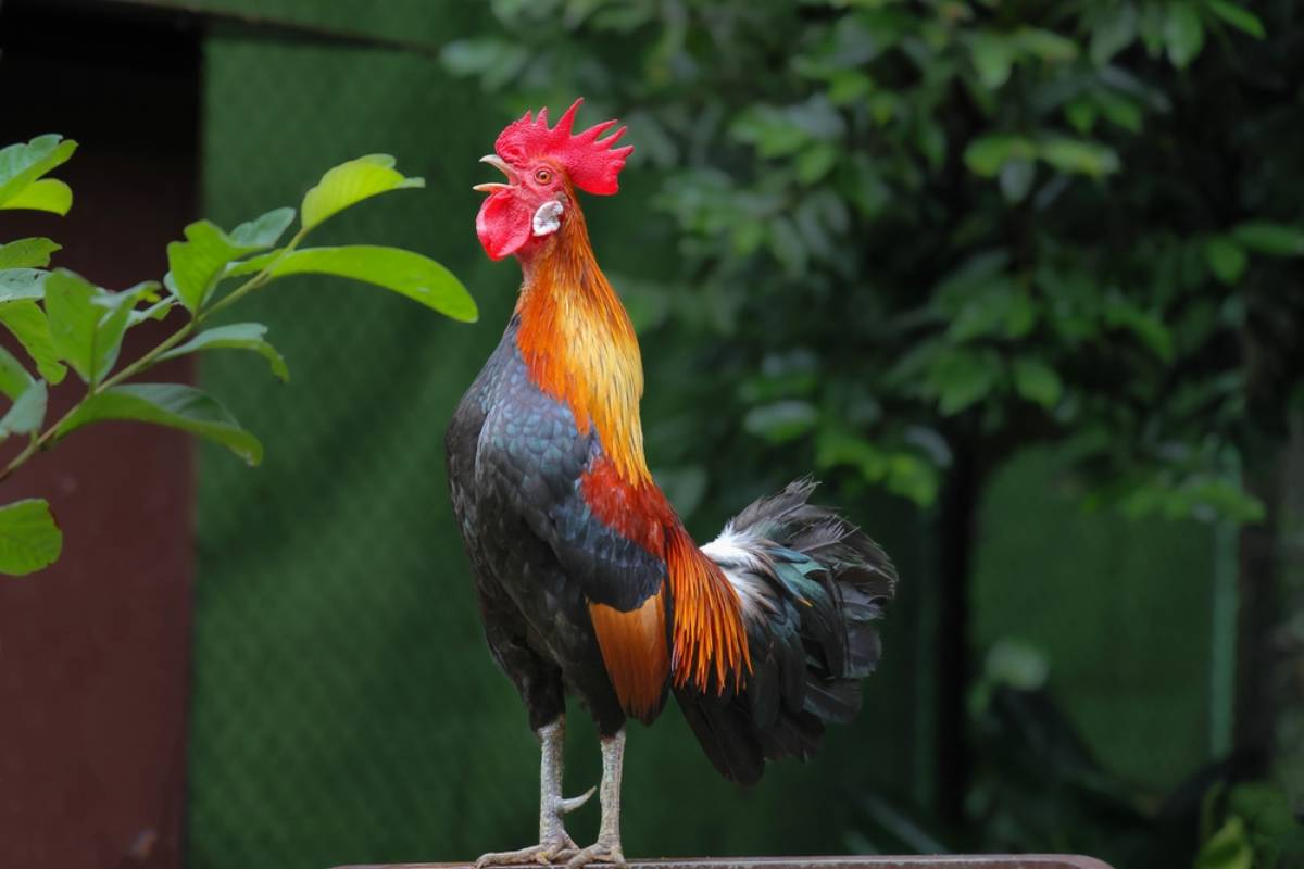 Homeowner Says She Put Up With Her Neighbor’s Backyard Chickens for Years, Then a New Rooster Started Crowing Every Morning and Turned Her Peaceful Garden Into a Neighborhood Dilemma