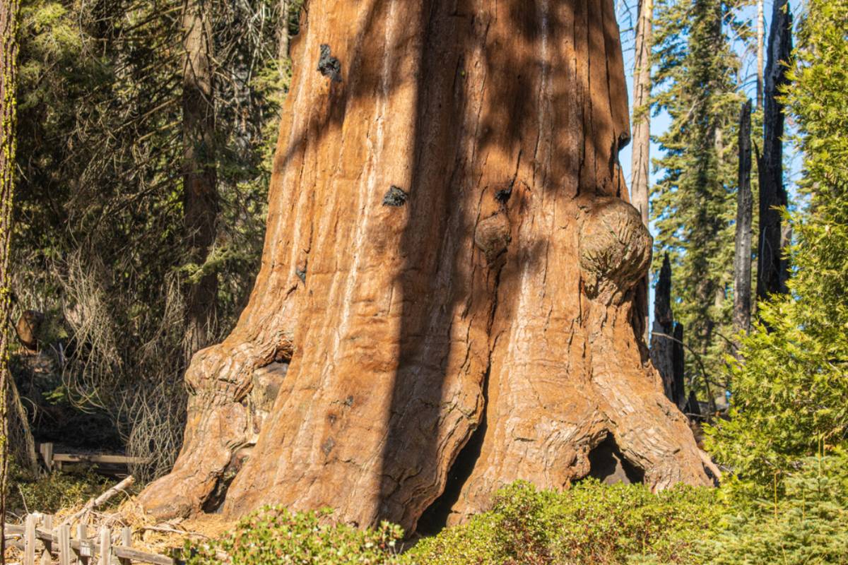 Homeowner Says Sidewalk Workers Cut Through a Seven-Inch Root of Her 120-Year-Old Sequoia, Then an Arborist Arrived With an Unexpected Assessment