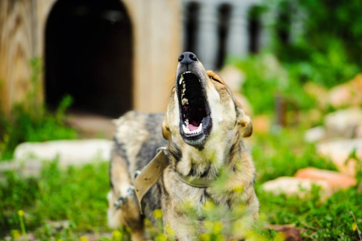 Homeowner Says Two Neighbors Turned Her Peaceful Backyard Into a Daily Dog-Barking Show, Then She Planted Privacy Bushes Only to Discover the Fence Wasn't the Real Problem