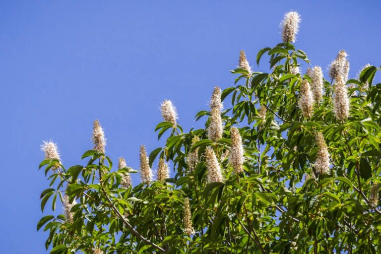 Homeowner Says a 30-Year-Old California Buckeye Tree Survived Decades Beside His Koi Pond, Then One Routine Pruning Left Nearly 90% of His Fish Dead and Forced Him to Rethink His Entire Garden