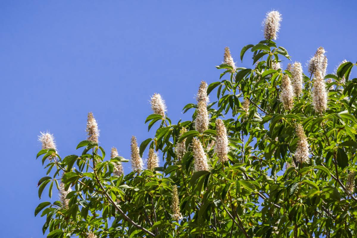 Homeowner Says a 30-Year-Old California Buckeye Tree Survived Decades Beside His Koi Pond, Then One Routine Pruning Left Nearly 90% of His Fish Dead and Forced Him to Rethink His Entire Garden