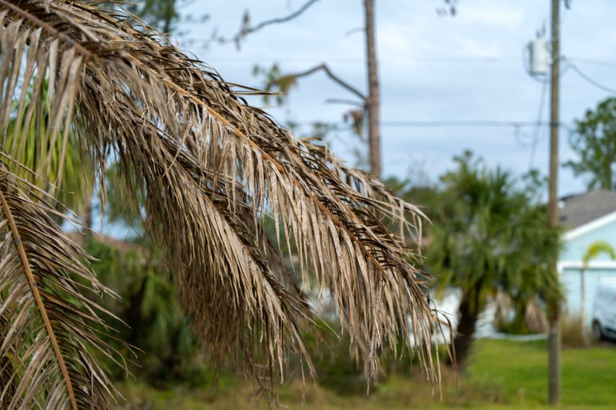Homeowner Says a 45-Foot Palm Tree Keeps Dumping Dead Branches Onto Their Roof and Solar Panels, Then Discovers the Real Problem Is Who Has to Clean Up the Garden Mess