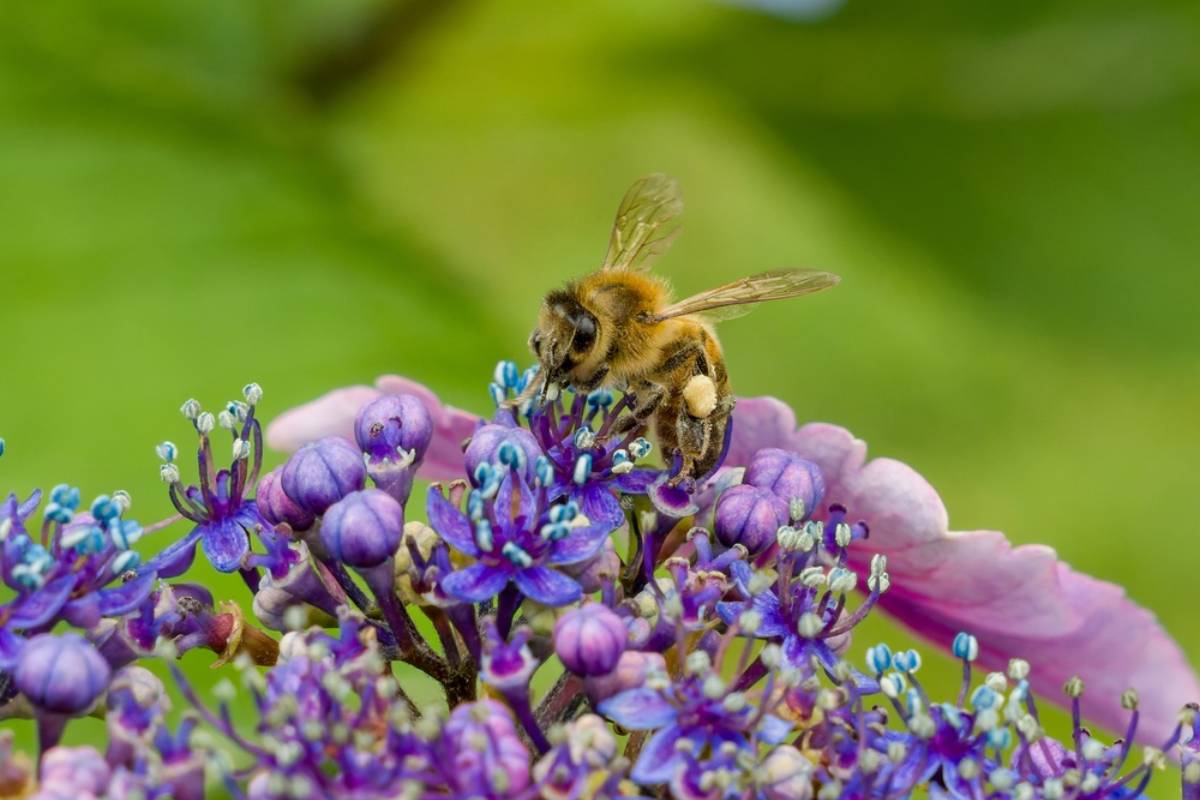 Homeowner Says a Beekeeper Placed Thousands of Honeybees Along His Property Line, Then Her Backyard Pool and Flower Garden Became Their Favorite Hangout