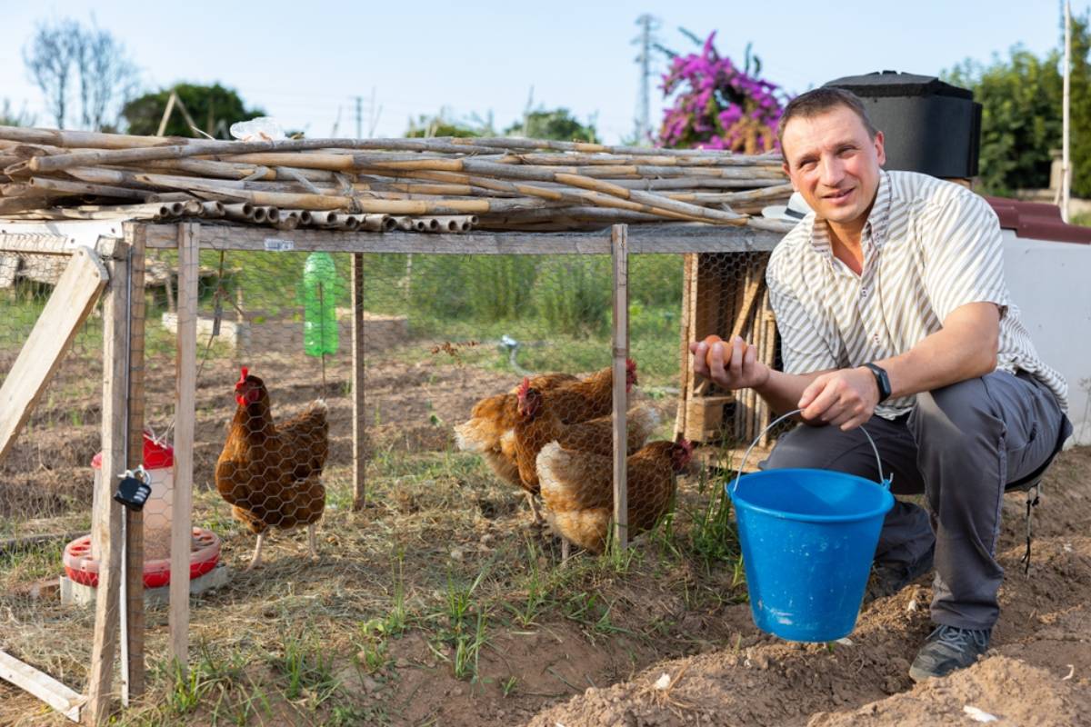 Homeowner Says a Fox Killed Her Rooster After Months Without Predator Trouble, Then a Coyote Appeared in Broad Daylight and Forced Her to Rethink Her Entire Backyard Chicken Setup