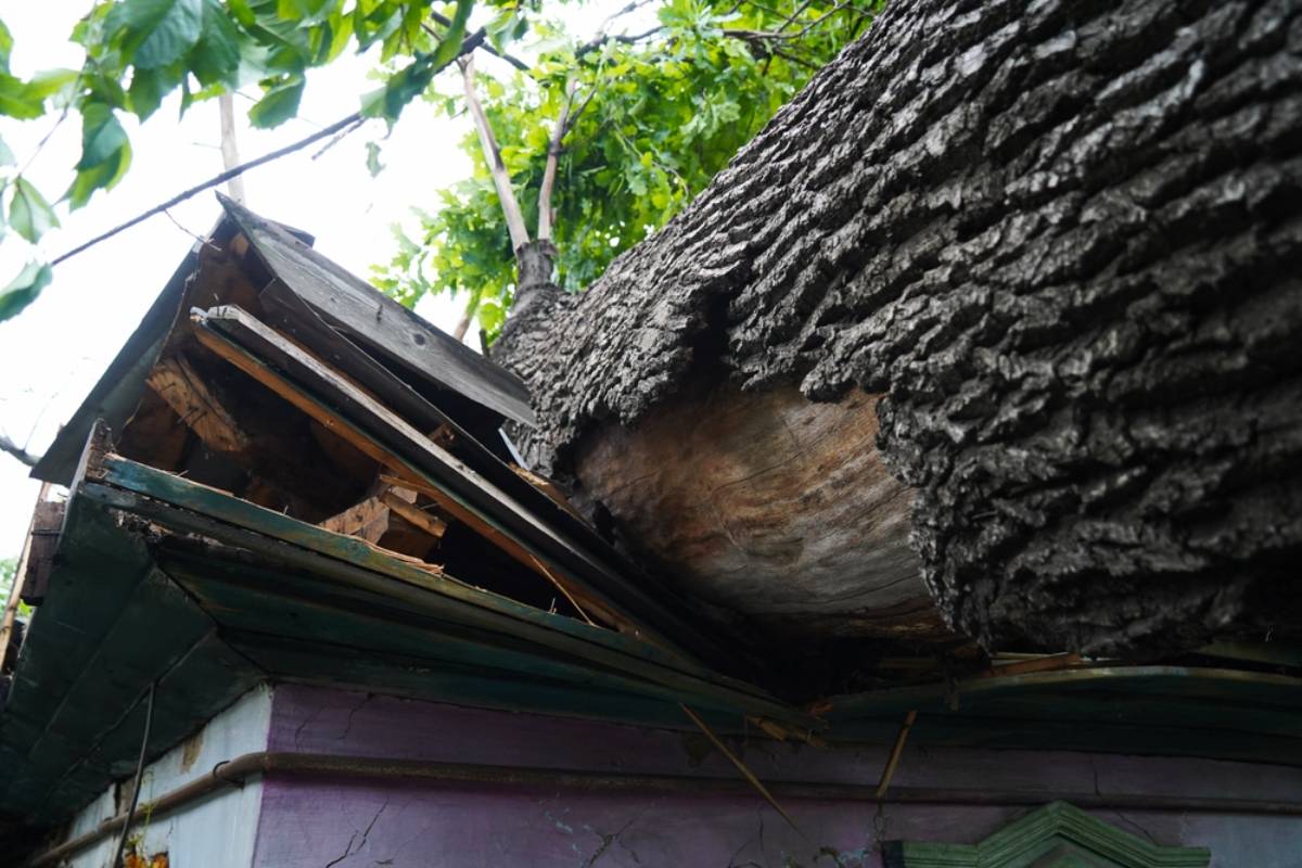 Homeowner Says a Massive Boundary Tree Started Damaging His Neighbor’s Property, Then a City Arborist Discovered Her Driveway May Have Damaged the Roots That Made It Dangerous