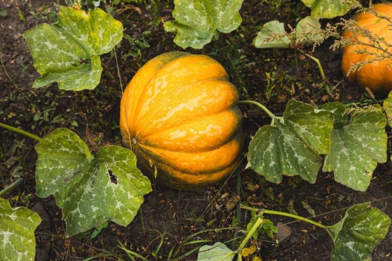 Homeowner Says a Neighbor Called the City Over Her Children's Pumpkin Patch, Then Offered to Pay to Tear It Out Before an Open House