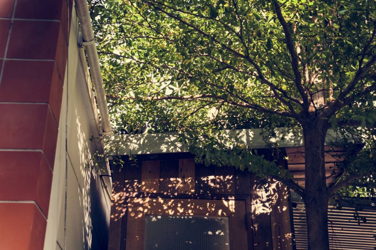 Homeowner Says a Neighbor Kept Complaining About Tree Branches Crossing the Fence, Then Left a Letter Demanding Action After Years of Arguments Over the Garden