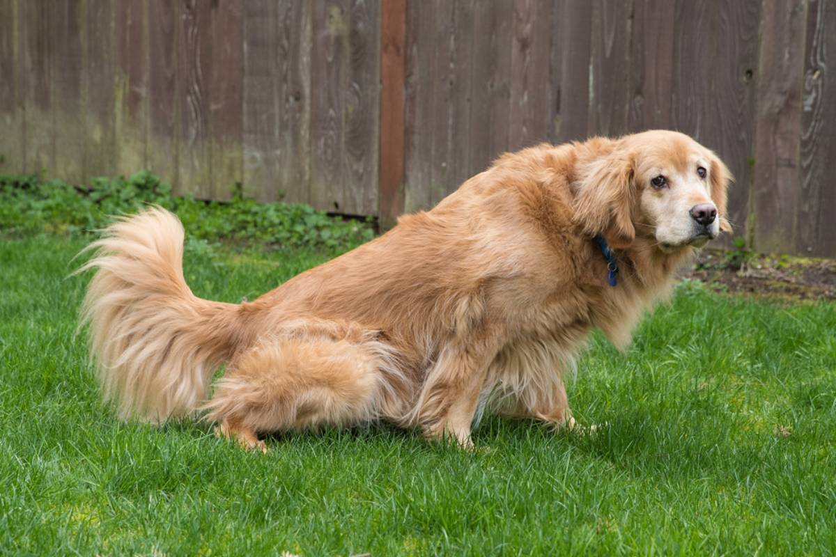 Homeowner Says a Neighbor Kept Letting Her Dog Leave Messes on His Front Lawn, Then Suggestions for Protecting His Garden Took a Surprisingly Wild Turn