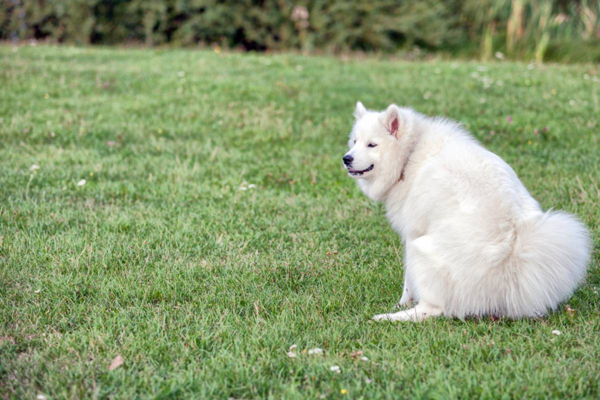 Homeowner Says a Neighbor Let Her Dog Turn the Front Lawn Into a Bathroom for Months, Then Denied Everything When She Was Confronted With Video Evidence