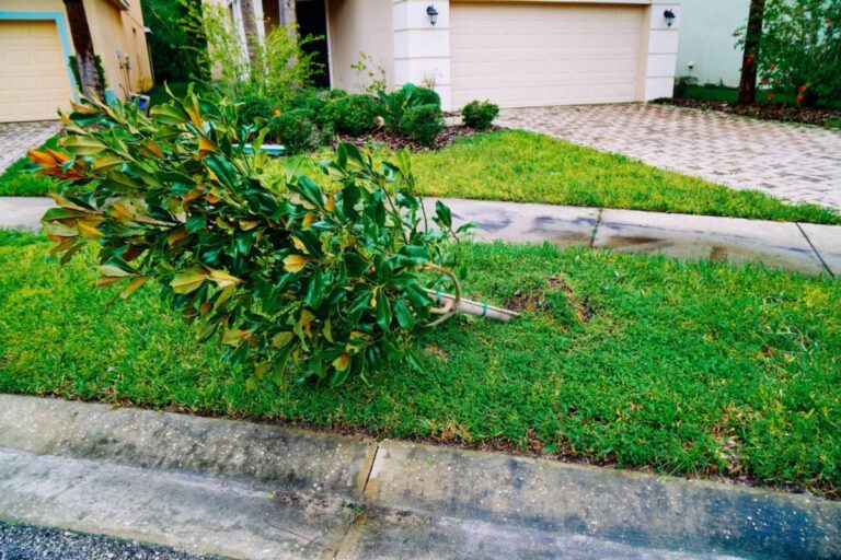 Homeowner Says a Neighbor Refused to Touch His Massive Tree as Its Roots Pulled a Room Away From the House, Then the Insurance Company Revealed What Could Happen Next