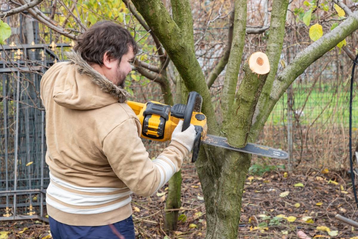 Homeowner Says a Neighbor Sent Workers Into Her Yard to Trim an Overhanging Tree, Then Discovered Their Idea of Pruning Meant Chopping Away Nearly Half Its Height