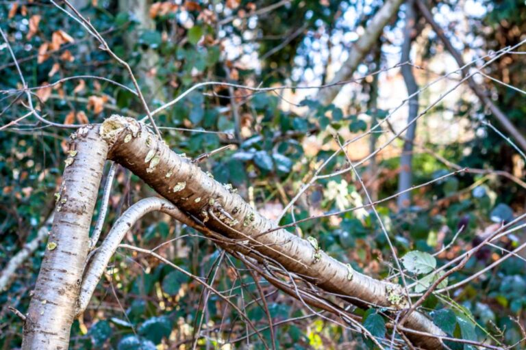 Homeowner Says a Neighbor Trimmed His Tree Over Her Parents’ Garden, Then Let the Falling Branches Smash Their Flowers and Vegetables
