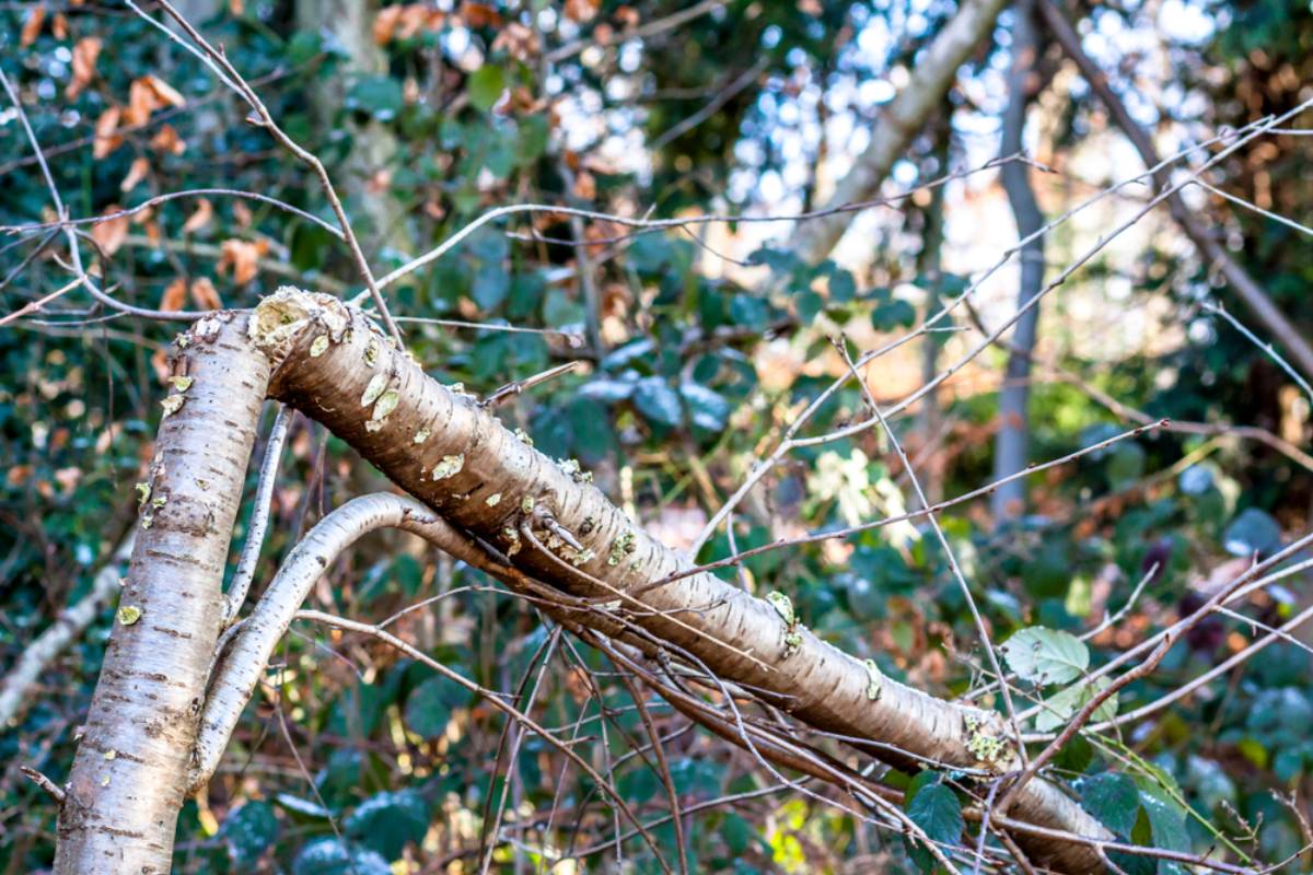 Homeowner Says a Neighbor Trimmed His Tree Over Her Parents’ Garden, Then Let the Falling Branches Smash Their Flowers and Vegetables