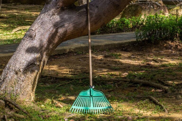 Homeowner Says a Neighbor Wants a Giant Old Tree Removed Because of Its Messy Leaves and Troublesome Roots, Then a Closer Look Raises Questions About Whether the Beloved Shade Tree Needs to Go at All